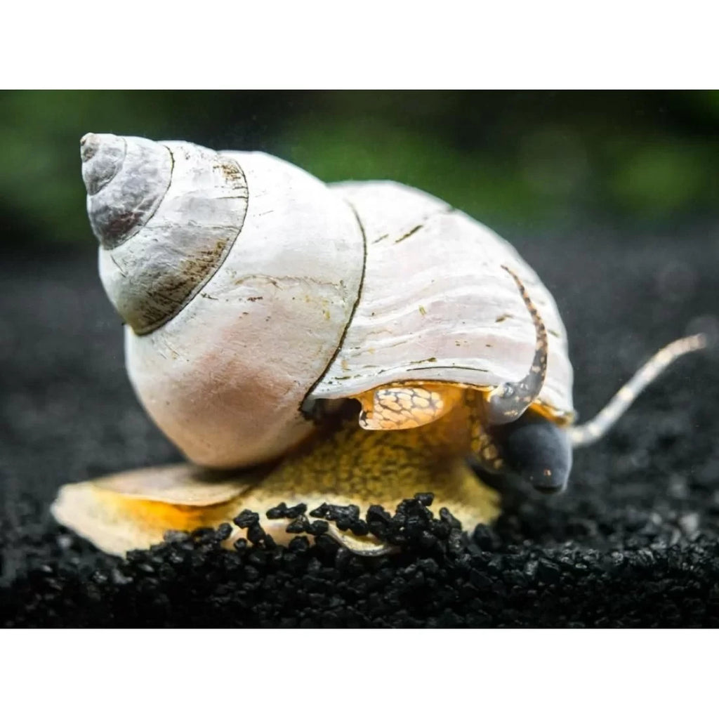 White wizard snail