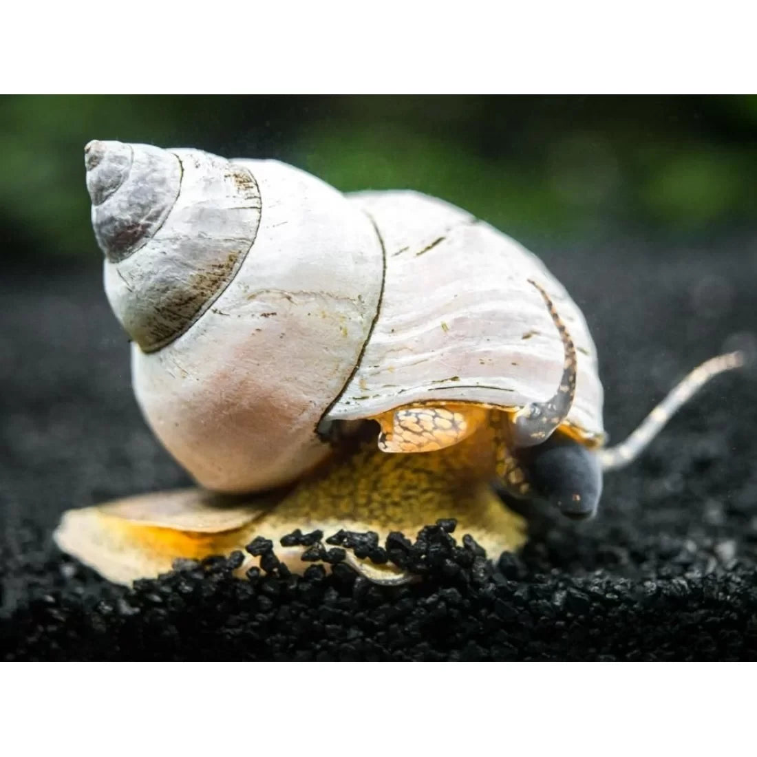 White wizard snail