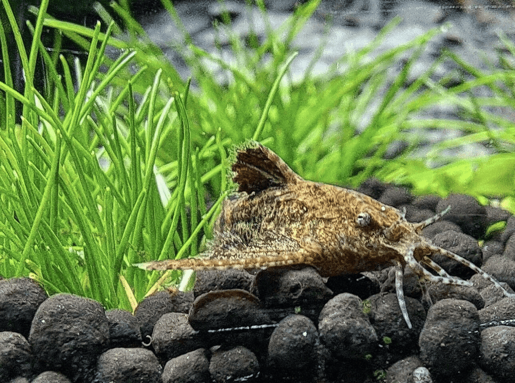 stone catfish