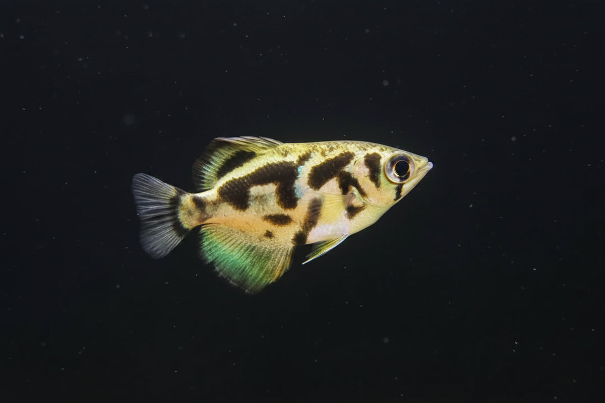 Golden Archer Fish