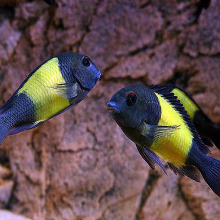 Yellow Band Tropheus