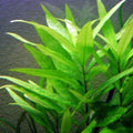 Nomaphila siamensis