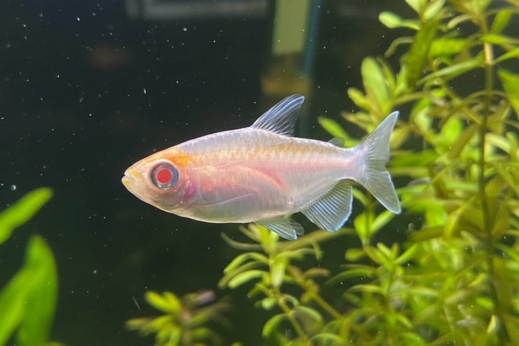 Albino Congo