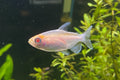 Albino Congo