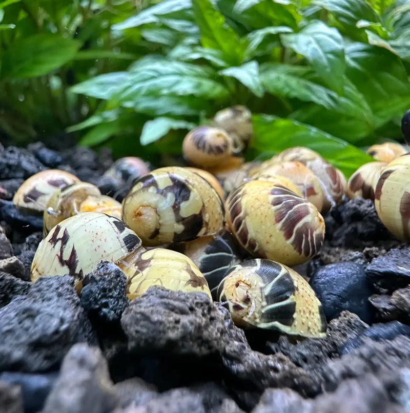 Pumpkin snail