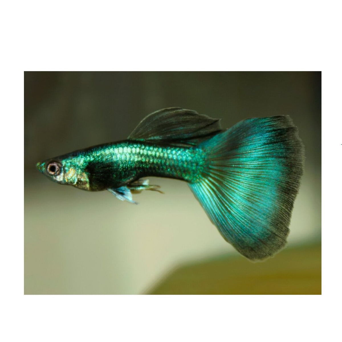 Green Guppy
