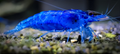 Blue Shrimp