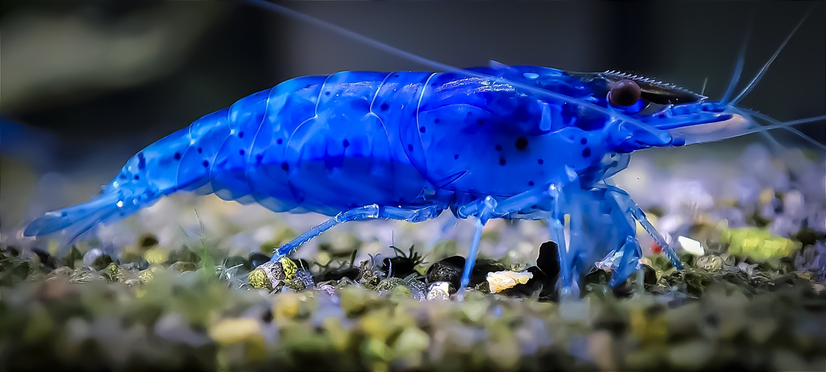 Blue Shrimp