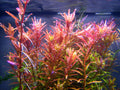 Rotala rotundifolia