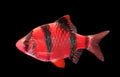 Red tiger barb