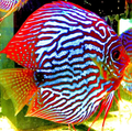 Red Turquoise Discus