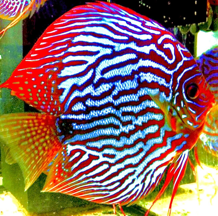 Red Turquoise Discus