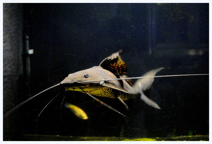 Perruno Catfish 14"–16"