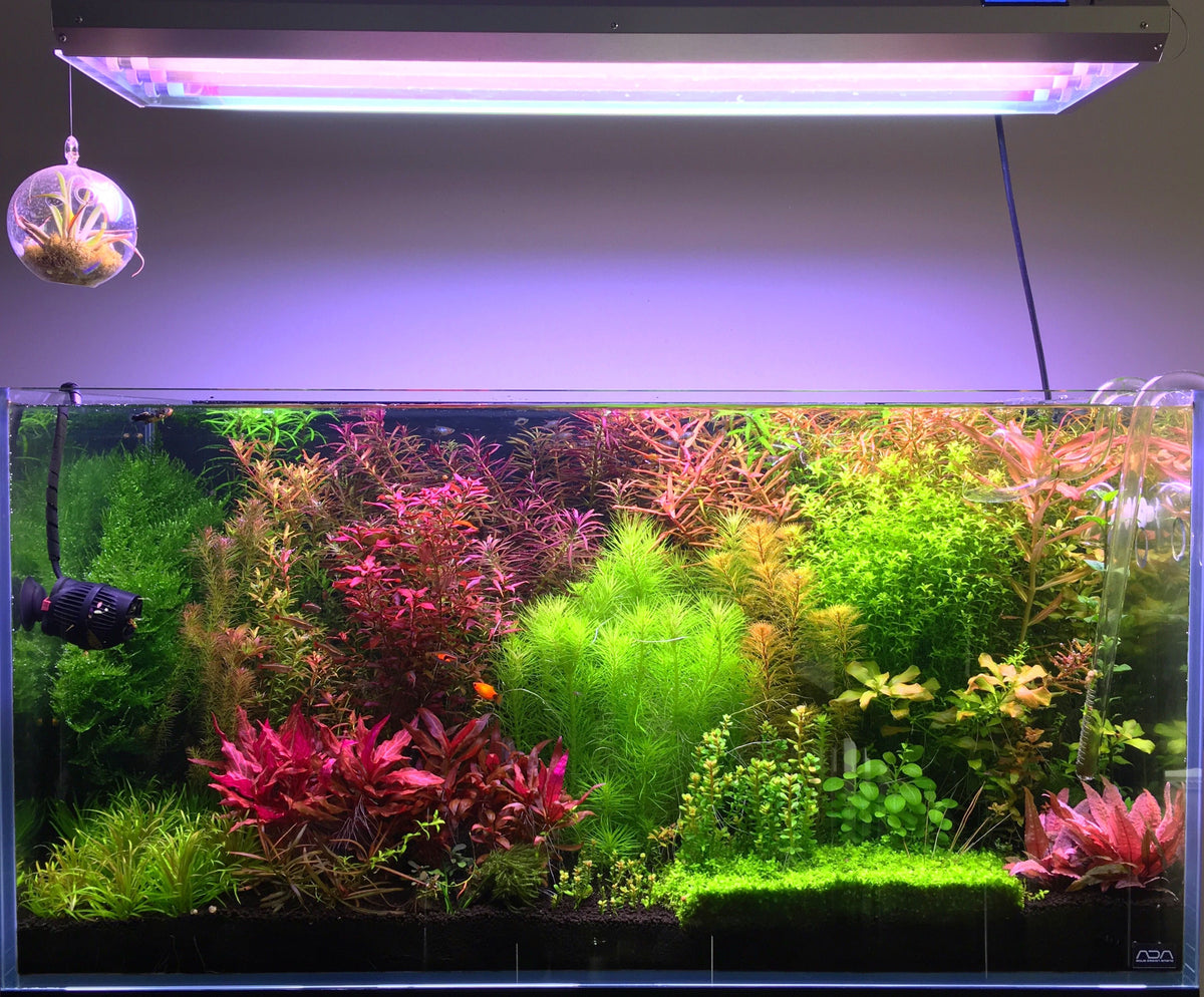 Live plant