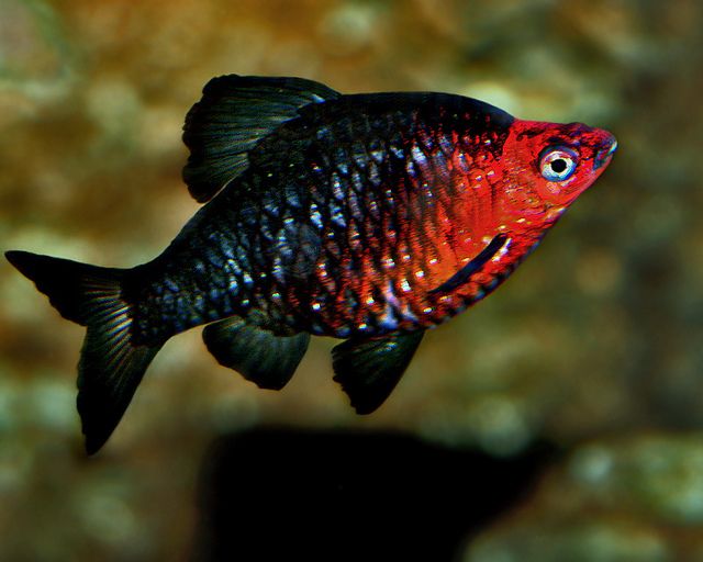 Black Ruby Barb (Per Fish)