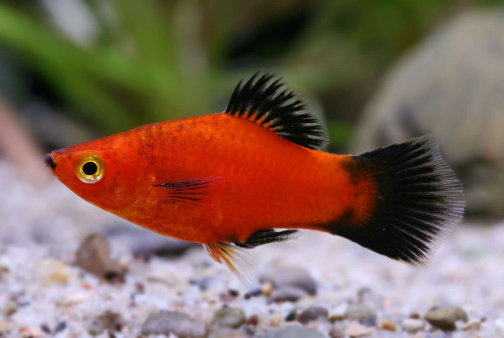 Red Wagtail Platy