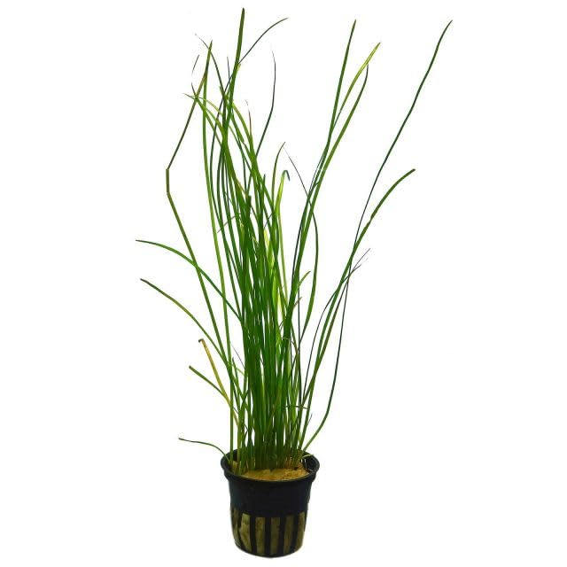 Vallisneria nana (3 plants)