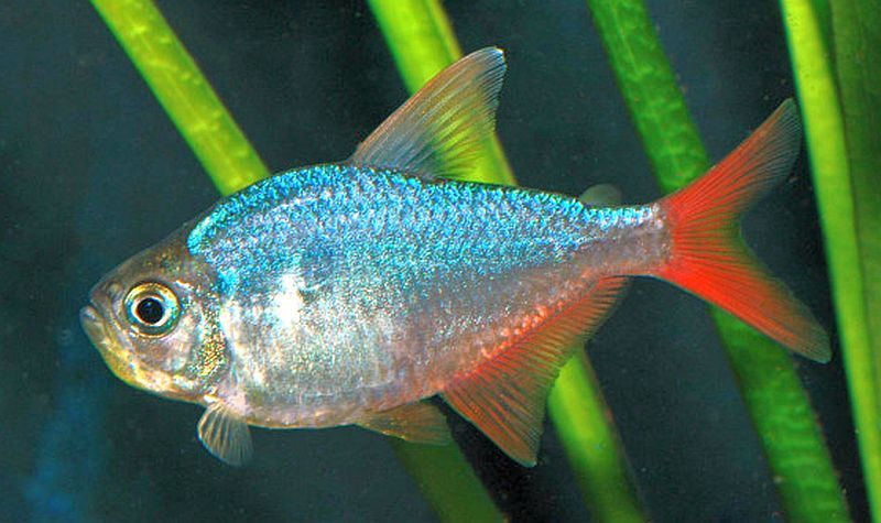 Colombian Tetra