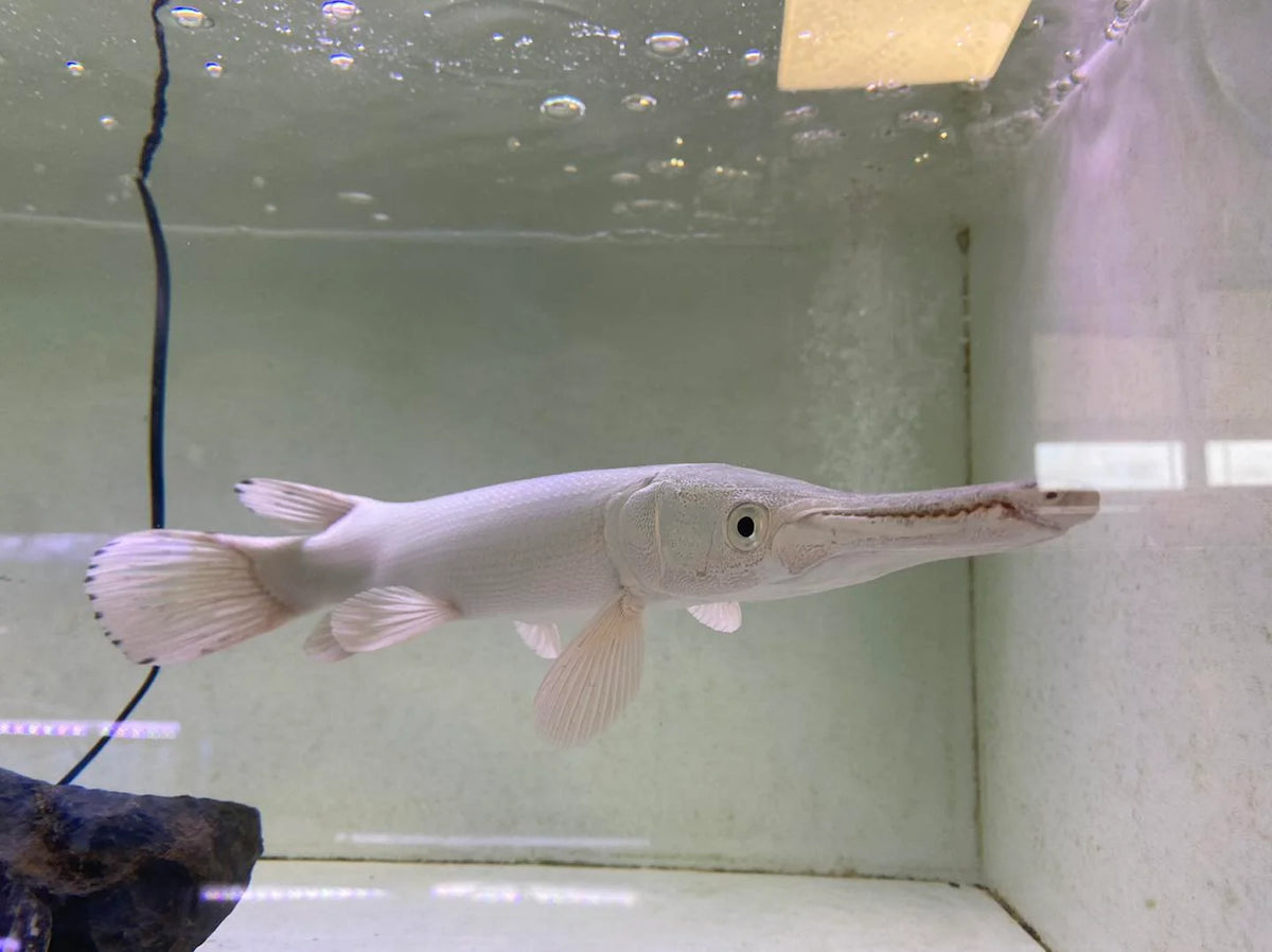 Platinum Gar