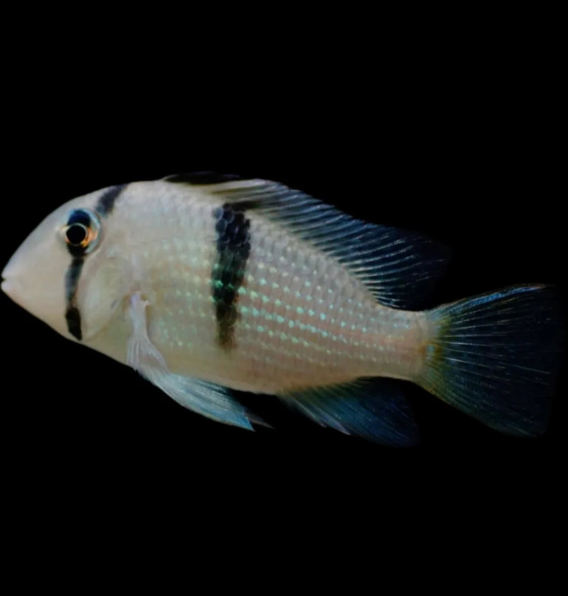 Guinacara Dacreya