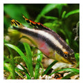 Rainbow Kribensis
