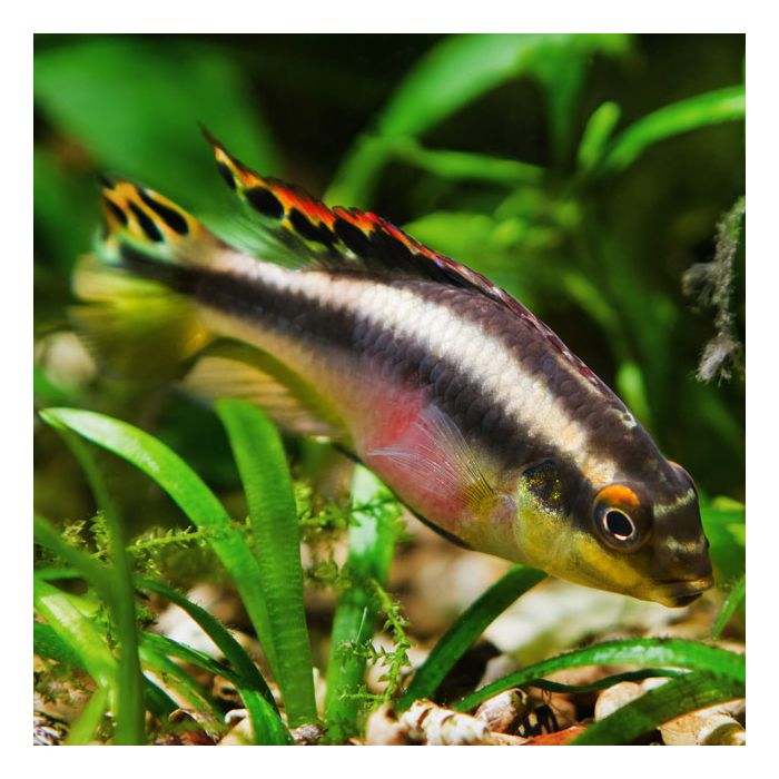 Rainbow Kribensis
