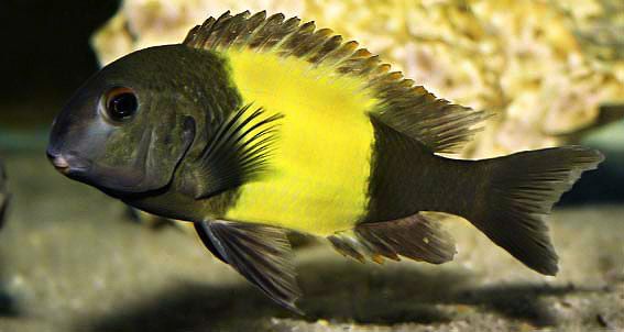 Yellow Band Tropheus