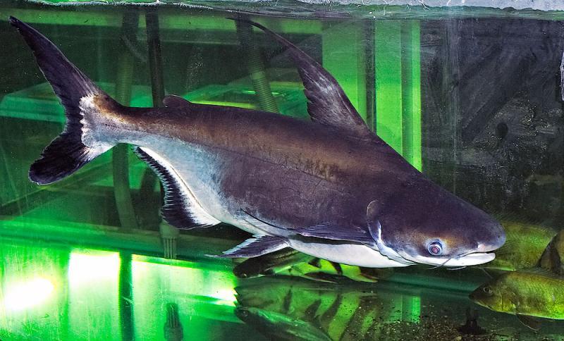Mastering Paroon shark