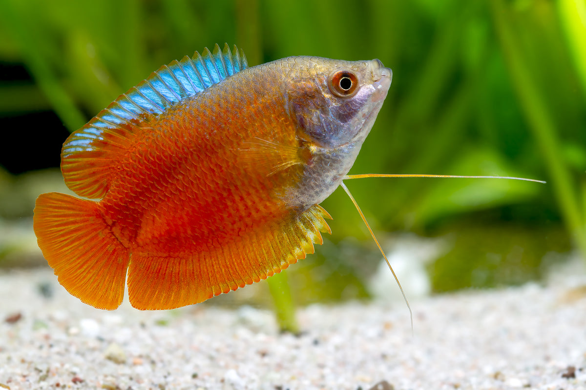 Red Colisa