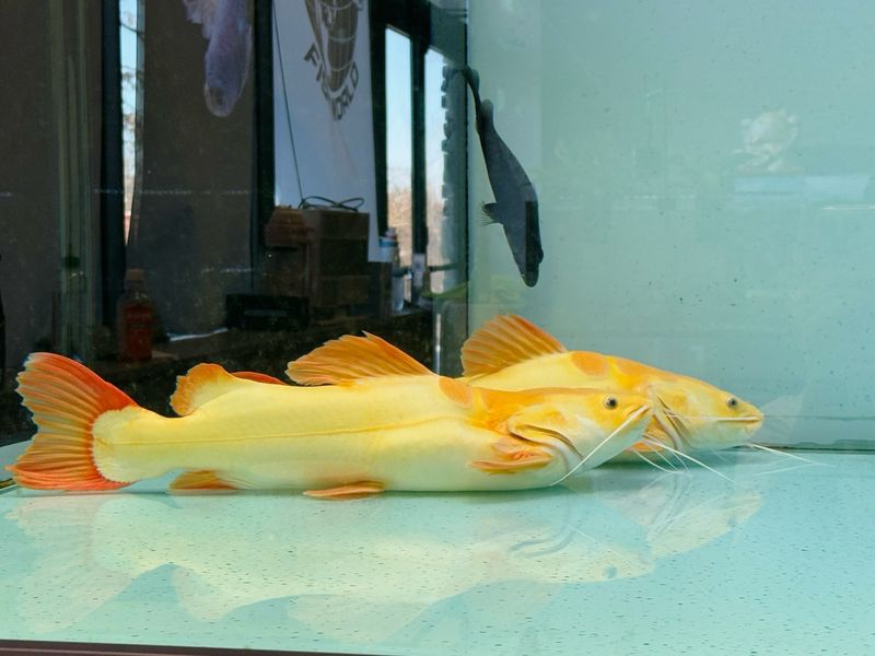 Golden redtail cat fish
