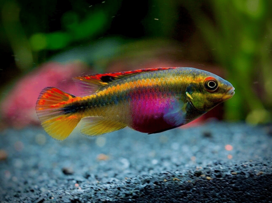 Rainbow Kribensis