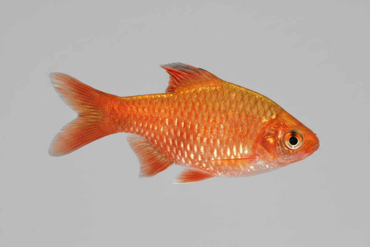 Rosy Barb