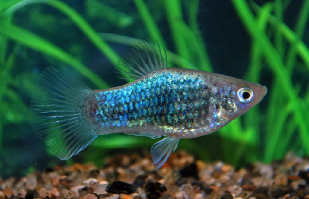 Neon Platy