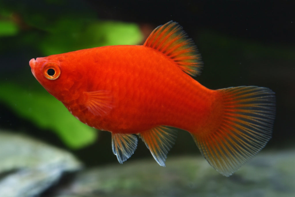 Red Coral balloon platy
