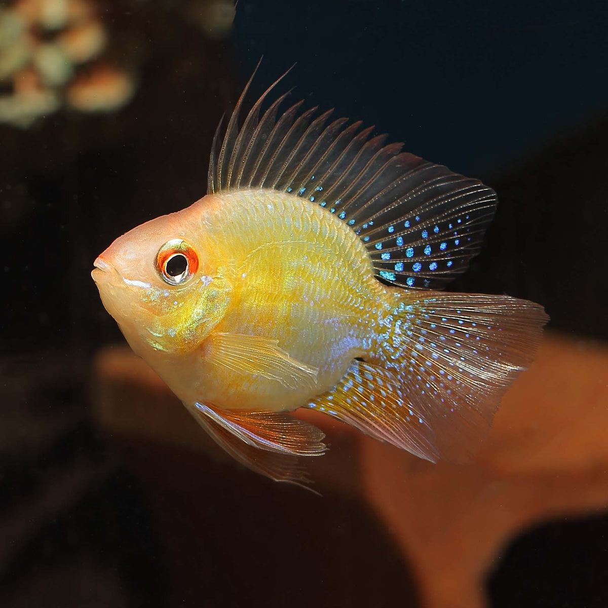 Gloden Balloon Remirezi Fish