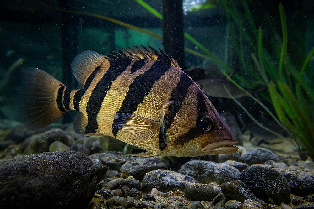 5-Bar Indonesian Tiger