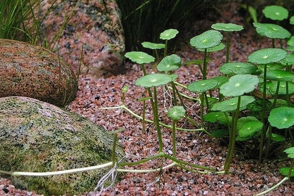 Hydrocotyle vulgaris