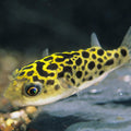 Puffer