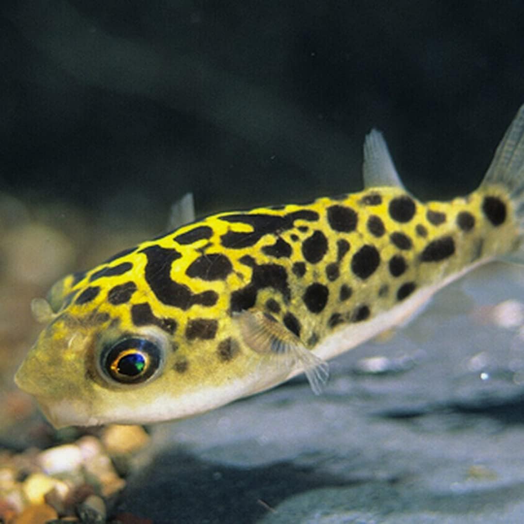 Puffer