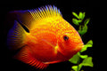Red Shoulder Severum