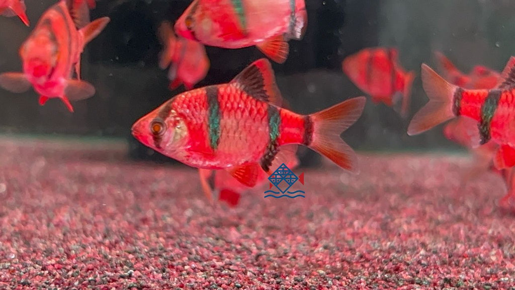 Red tiger barb