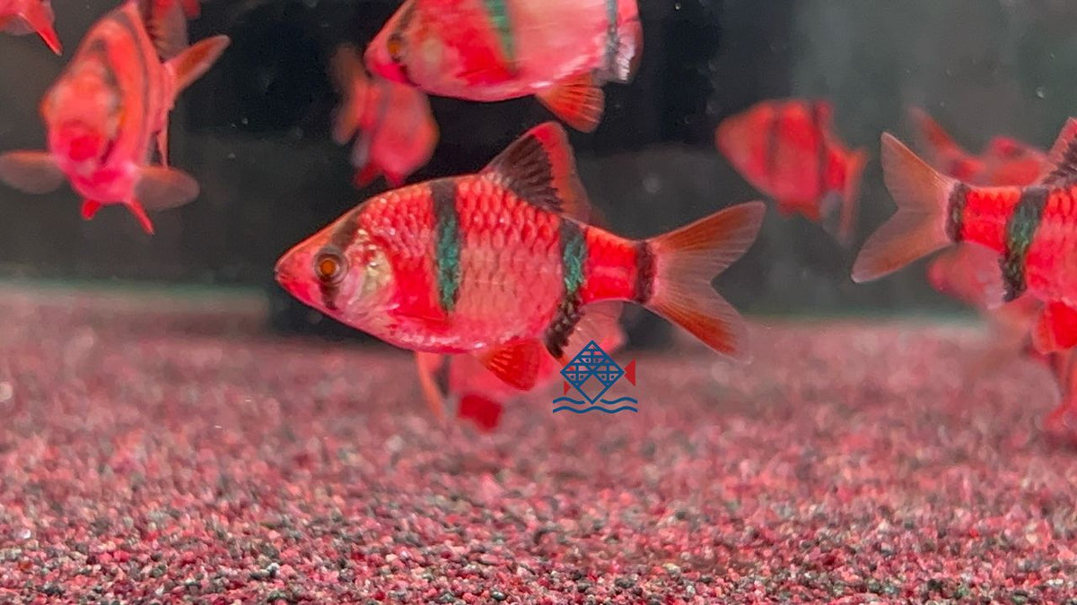 Red tiger barb