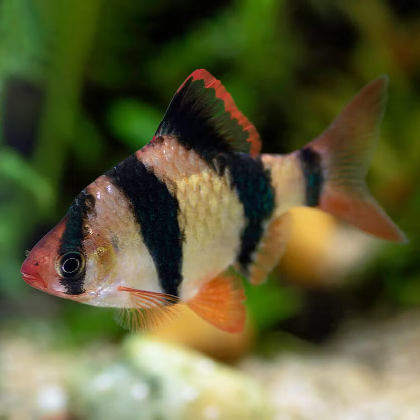 Tiger barb