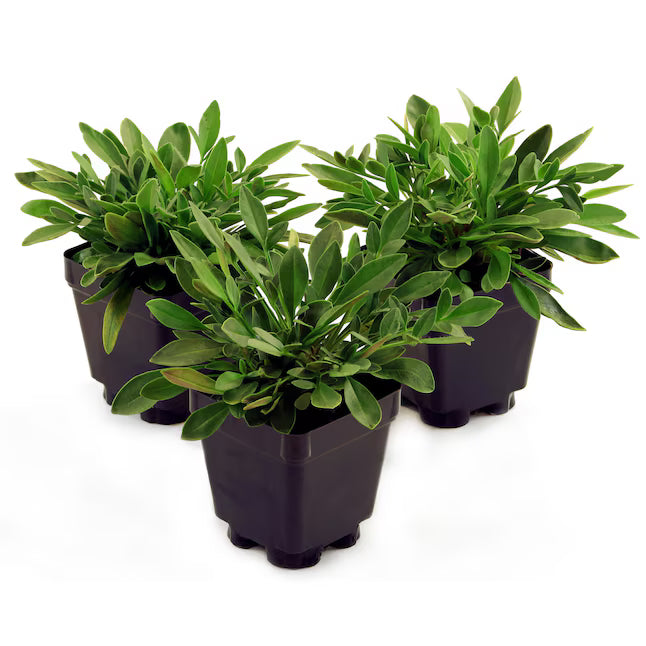 Carpet Plants (Pot)
