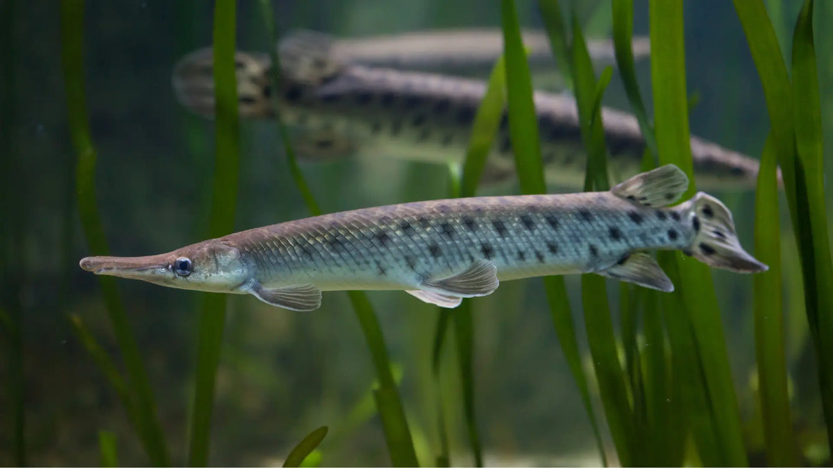 Spotted Gar
