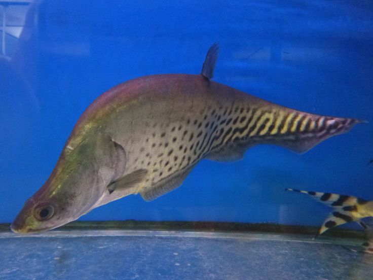 Royal Clown Knife Fish