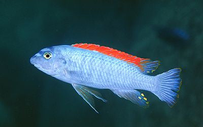 Red Top Cichlid Fish