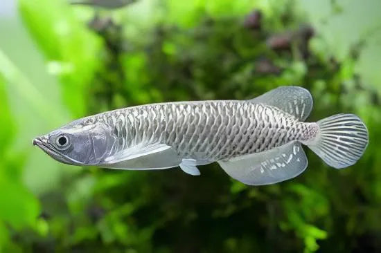 Pearl arowana