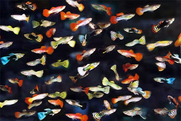 Mixed Guppy Parent Size