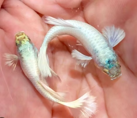 Snow White guppy pair